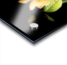  Lovely Yellow Rose on a Dark Background Acrylic print