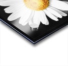 Lone Daisy in the Dark Acrylic print