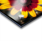 Symphony of Petals - Maine Botanical Wall Art Acrylic print