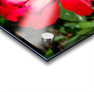 DOUBLE DELIGHT ROSE Acrylic print