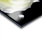 White Rose Acrylic print