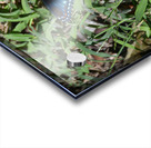 Black Swallowtail Butterfly Acrylic print