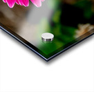 Garvinae Sweet Fiesta Gerber Daisy Acrylic print