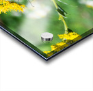 Eastern Monarch Butterfly Acrylic print