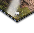 Juvenile Ducks in a Row Acrylic print