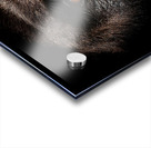 Gaze of Bahati Acrylic print