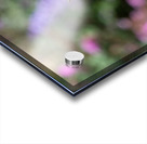 Fiery Skipper - Soft Glow on Lavender Acrylic print