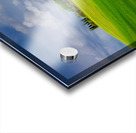 Viale di Cipressi Acrylic print