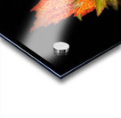 Summer Plant in a Tub  Acrylic print