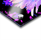 Abstract Summer Daisy Flower in Pinks and Purples  Acrylic print