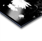 Daisy Flowers in High Contrast Black and White Acrylic print