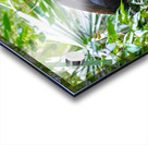 Tri-colored Heron Nesting Acrylic print