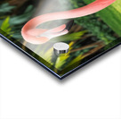 Grace in Pink Flamingo Acrylic print