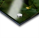 2024 Portfolio 16 Acrylic print