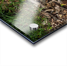 2024 Portfolio 19 Acrylic print