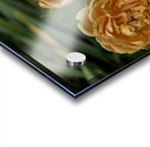 2024 Portfolio 20 Acrylic print