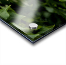 2024 Portfolio 25 Acrylic print