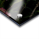 2024 Portfolio 35 Acrylic print