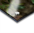 2024 Portfolio 38 Acrylic print