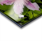 2024 Portfolio 49 Acrylic print