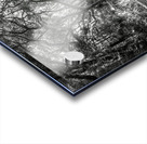 Botany Bay Tree Canopy in Black and White Acrylic print