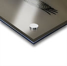 11075 Osprey at Altitude Acrylic print