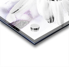 Abstract High Contrast Daisy Flower Acrylic print