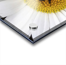 Bumble in the Middle - Maine Botanical Wall Art Acrylic print