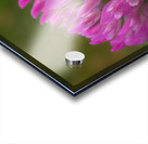 Bumbles Ballet - Maine Botanical Wall Art Acrylic print