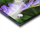 Nectar Dance - Maine Botanical Wall Art Acrylic print