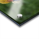 11315 A Real Cobra Chicken Acrylic print