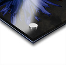  Abstract Blue Centred Daisy on a Dark Background Acrylic print