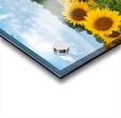 Amazing Sunflowers Acrylic print