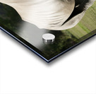 large rhino in the park 2 Acrylic print