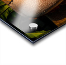 Birds nest fern Acrylic print