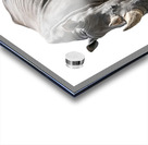 Single Large Rhinoceros Isolated on White Backgro Acrylic print