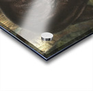 American Black Bear Acrylic print