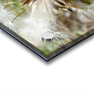 Dandelion Seeds Close Up Impressionistic Design   Acrylic print