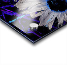 Abstract Daises Duo on an Abstract Background  Acrylic print