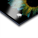 Abstract Daisy Duo on a Dark Background Acrylic print