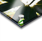 Abstract Dark Daisy  Acrylic print