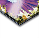 Abstract Purple Daisy Flower Acrylic print