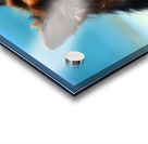 German Shepherd Dog Acrylic print