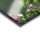 Hummingbird  Acrylic print