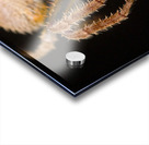 The Nocturnal Architect Acrylic print