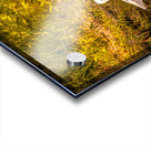 Tundra Swan Quizzical Face Acrylic print