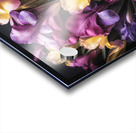 Colourful Irises in Full Bloom Acrylic print