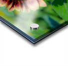 Dreamy ProCut Plum Sunflower Acrylic print