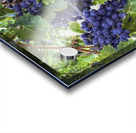 Grapes on the Vine Acrylic print