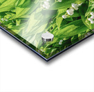 Lilly of the Valley  Acrylic print